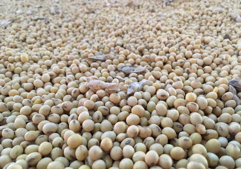 Plantio de soja no Paraná atinge 58% da área, chuvas afetam trigo, diz Deral